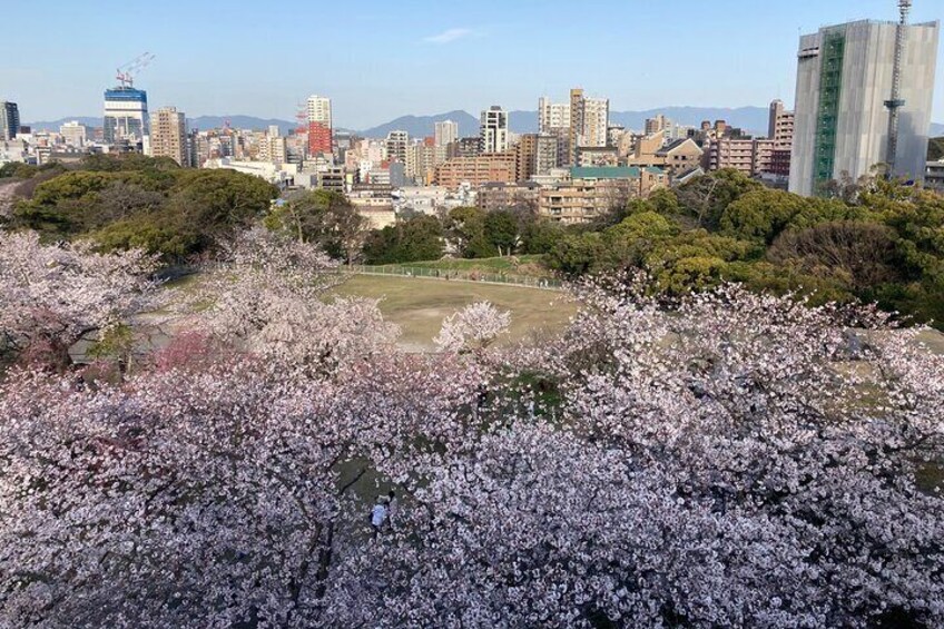 Cherry Blossoms can be seen everywhere in March/ April.