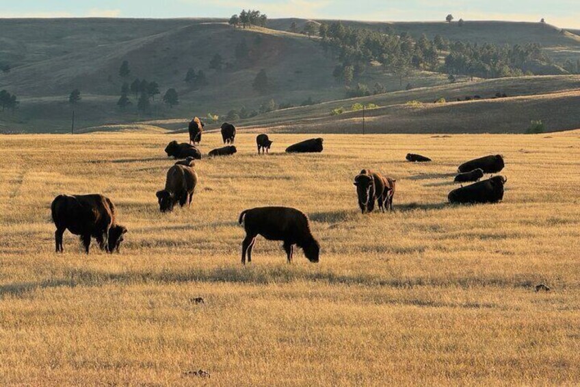 Custer's Wildlife & Night Skies: A Twilight Adventure