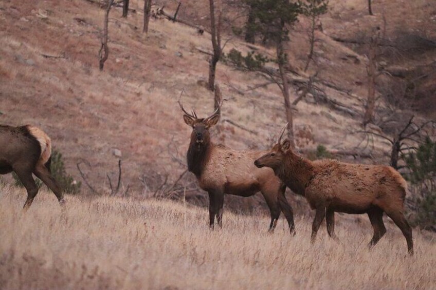 Custer's Wildlife & Night Skies: A Twilight Adventure
