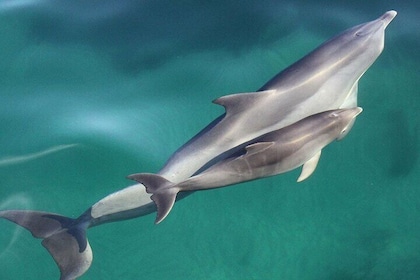 Wild Dolphin Watch in Glenelg