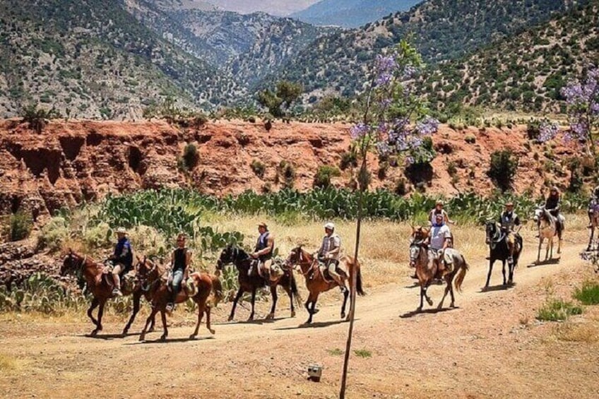 Horse Riding Adventure in Palmeraie Grove & Transfer - Marrakesh