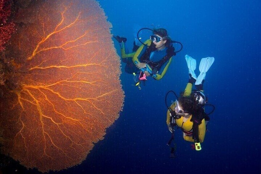 Full Day Coral Garden Diving & Snorkeling with Lunch – Marsa Alam