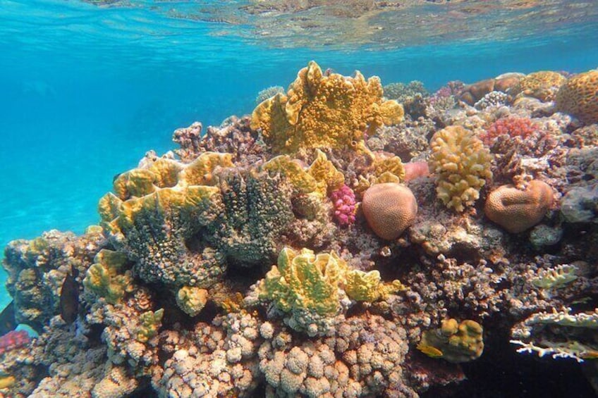 Full Day Coral Garden Diving & Snorkeling with Lunch – Marsa Alam