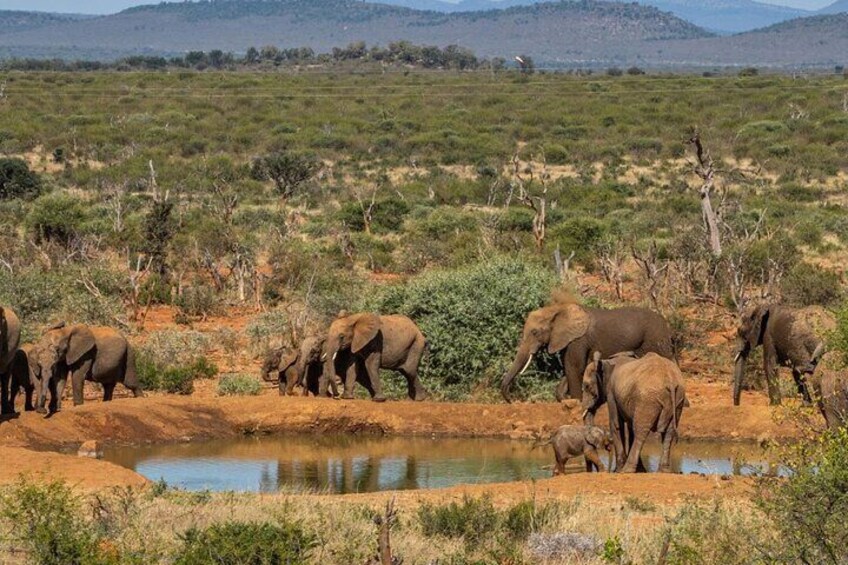 Herd of elephants