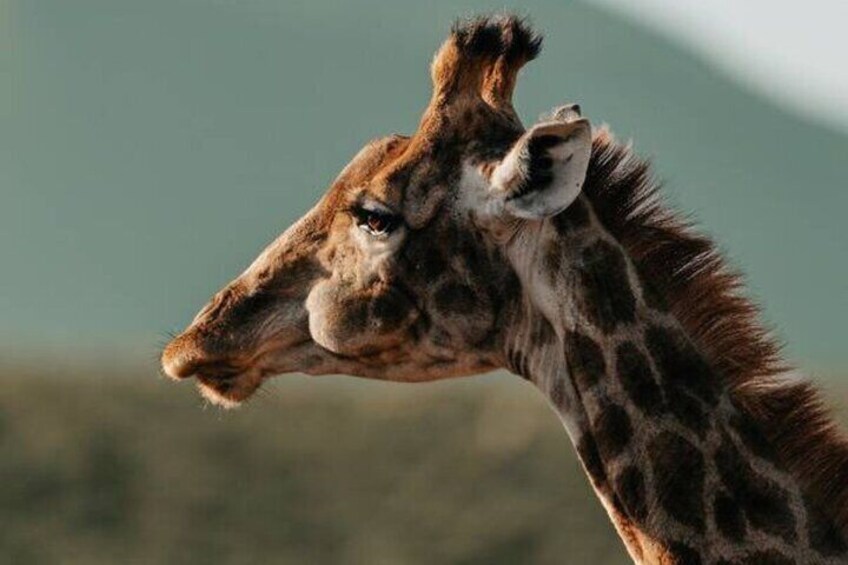 Giraffe