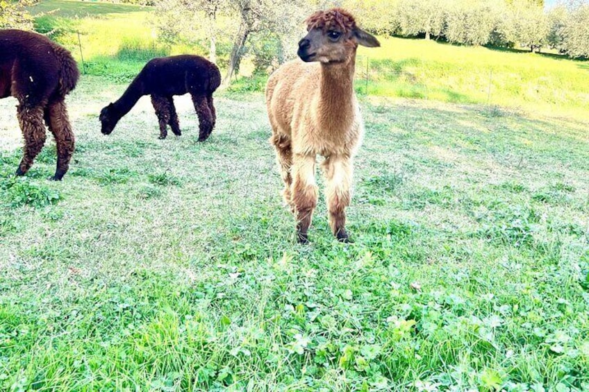 Tour of the Alpacas and the pigs of Cinta Senese in Montepulciano