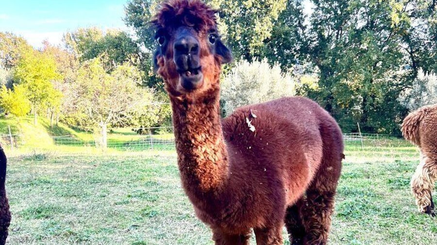 Tour of the Alpacas and the pigs of Cinta Senese in Montepulciano