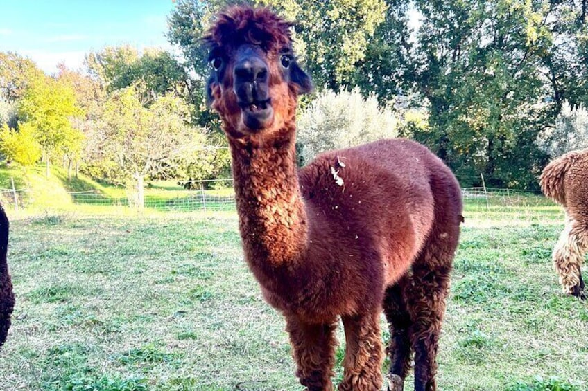 Tour of the Alpacas and the pigs of Cinta Senese in Montepulciano