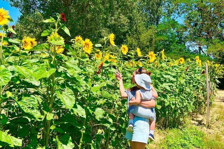 Tour of the Alpacas and the pigs of Cinta Senese in Montepulciano