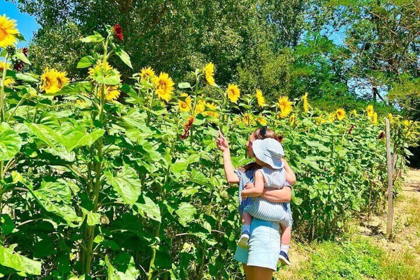 Tour of the Alpacas and the pigs of Cinta Senese in Montepulciano