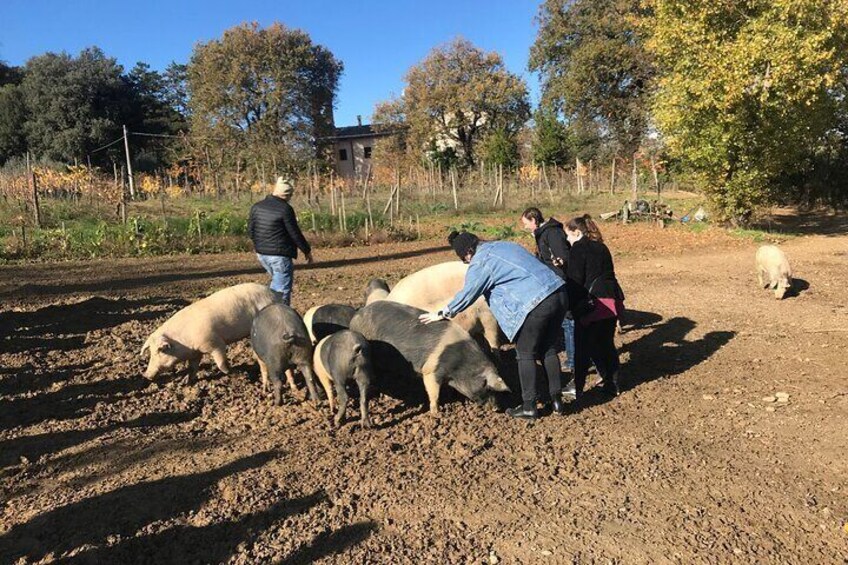 Tour of the Alpacas and the pigs of Cinta Senese in Montepulciano
