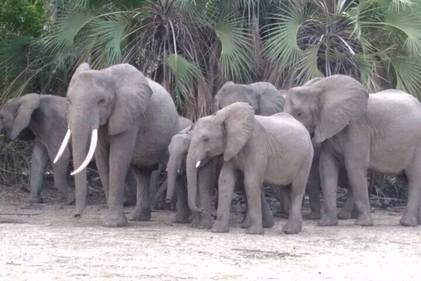 Elephants at selous.