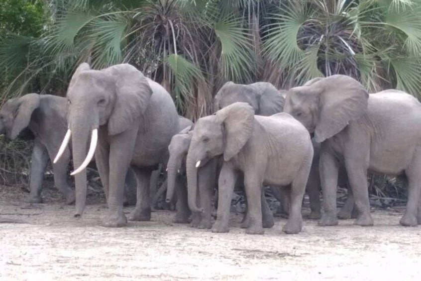 Elephants at selous.