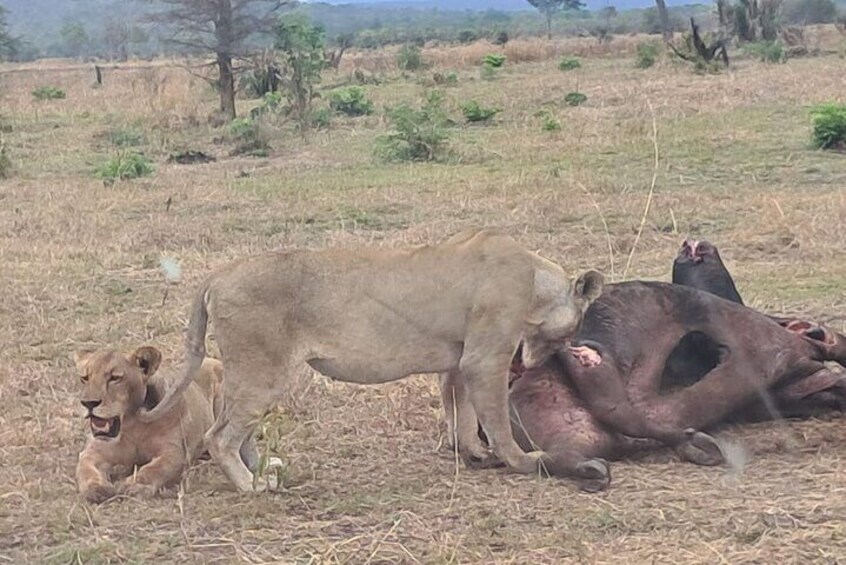 Lioness at mikumi national park
