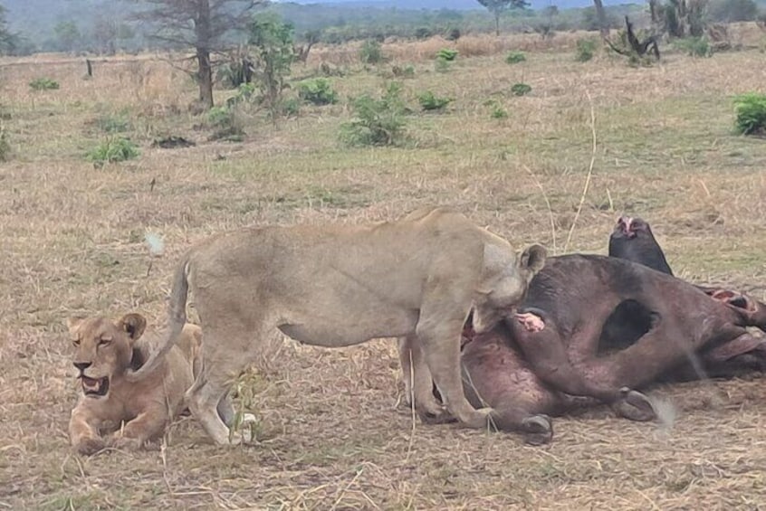 Lioness at mikumi national park