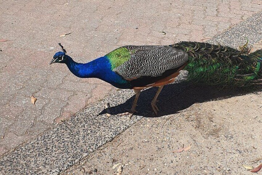 Peacock