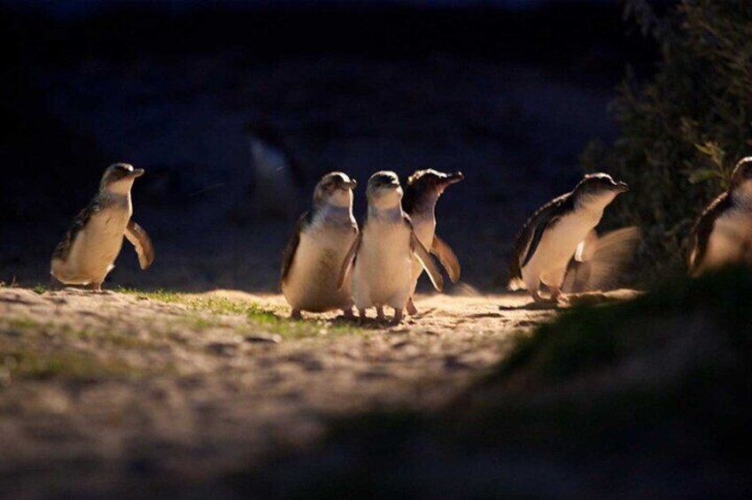 Penguins