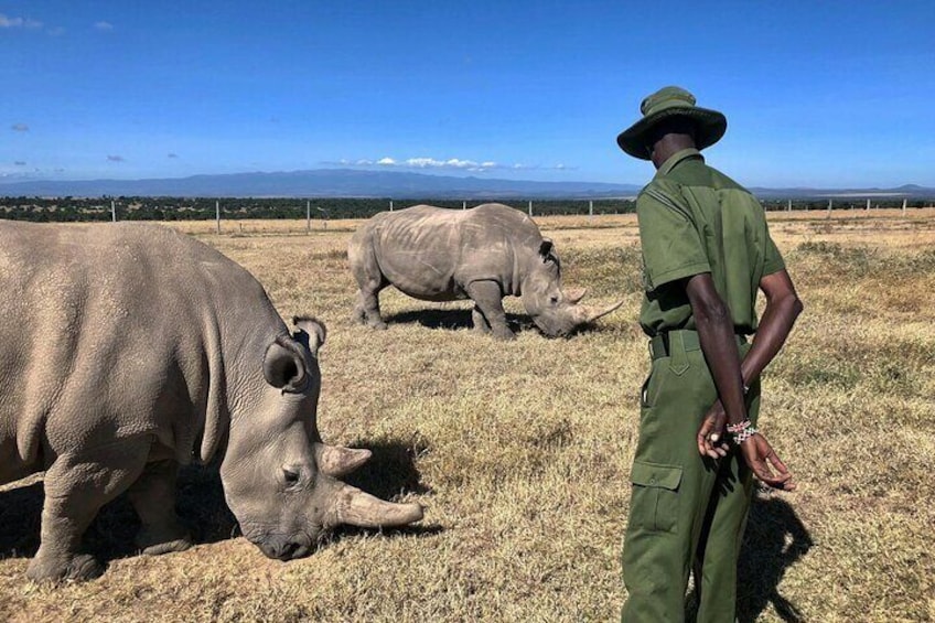 Ol Pejeta Conservancy Full Day Tour From Nairobi