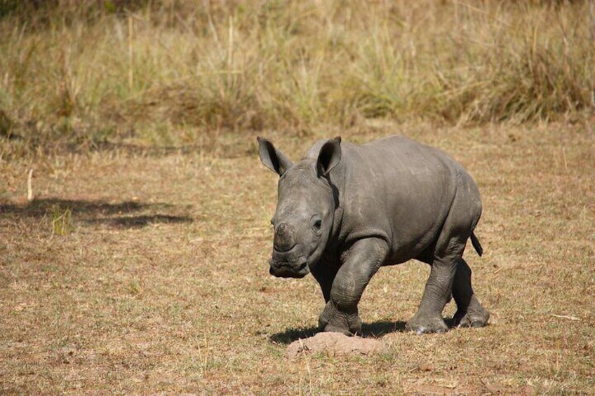 Ol Pejeta Conservancy Full Day Tour From Nairobi