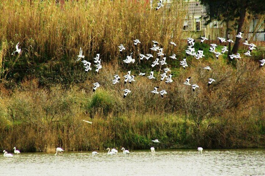 Private Tour in Aveiro, Birds and Vista Alegre