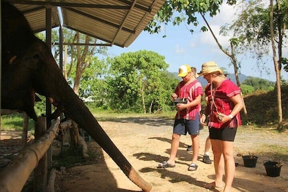 Half day visit Elephant Sanctuary Phuket (NO RIDING)