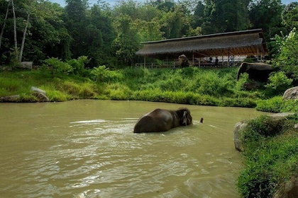 Observing Elephant Nature (NO RIDING NO BATHING)