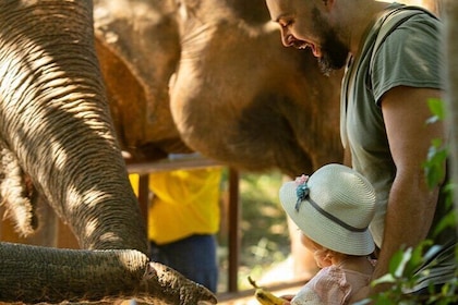 Observing Elephant Nature (NO RIDING NO BATHING)