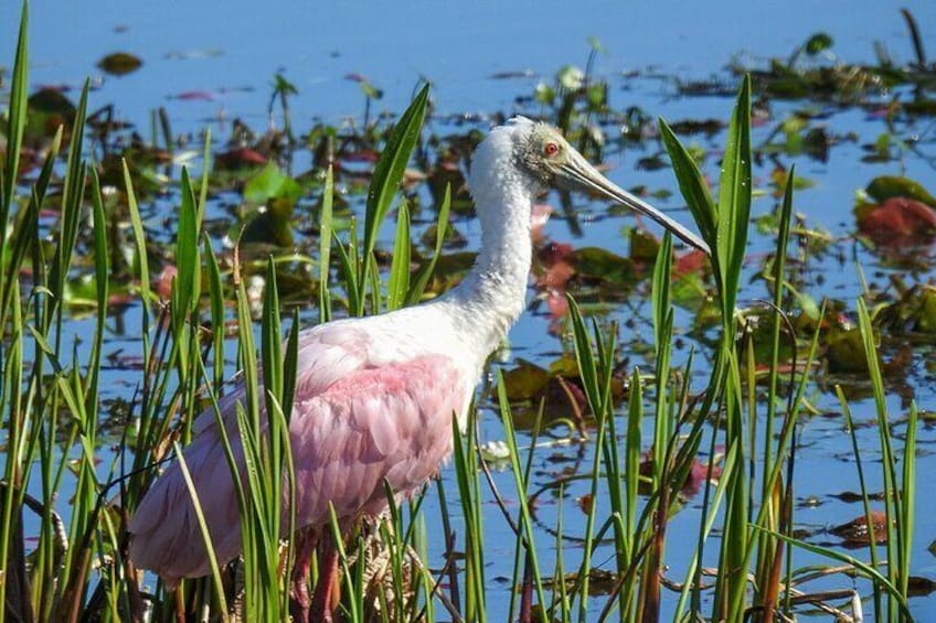 EVERGLADES French Tour from ORLANDO