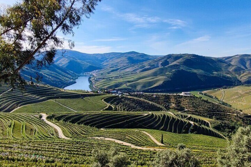Visit Pinhão Visit and Wine Tasting Panoramic Cruise