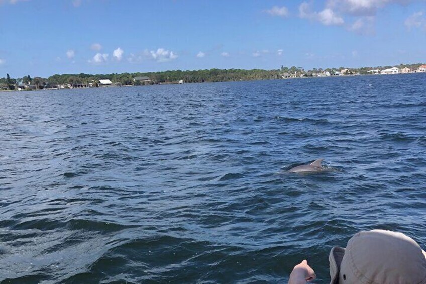 Private Dolphin Catamaran Sail In Cocoa Beach