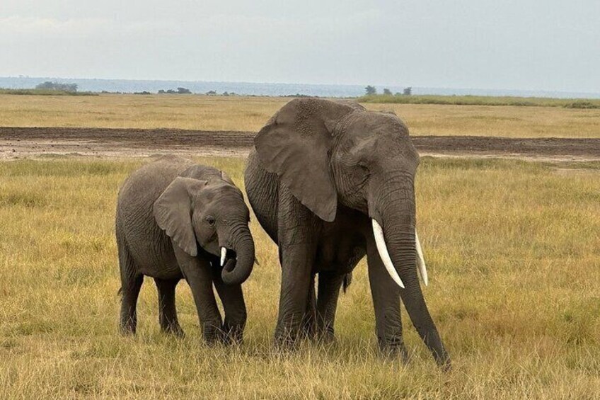 12 Days Kenya and Tanzania Budget Group Safari