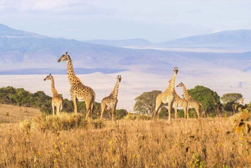 12 Days Kenya and Tanzania Budget Group Safari