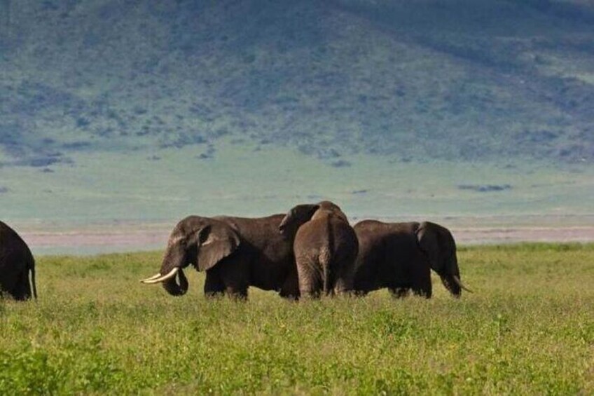 12 Days Kenya and Tanzania Budget Group Safari