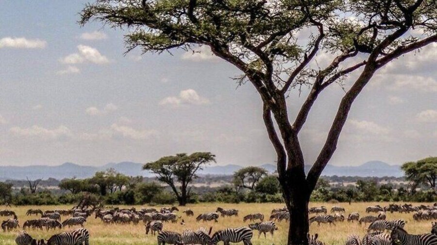 12 Days Kenya and Tanzania Budget Group Safari