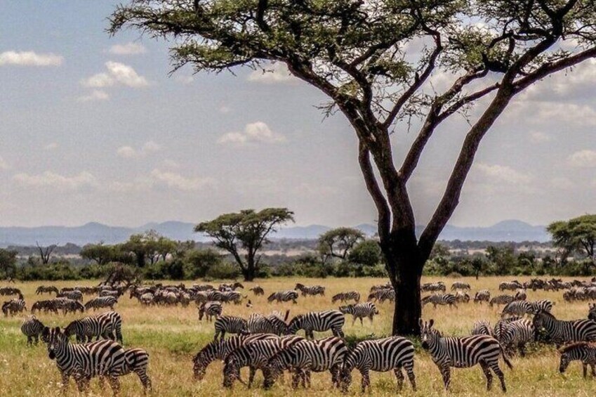 12 Days Kenya and Tanzania Budget Group Safari 