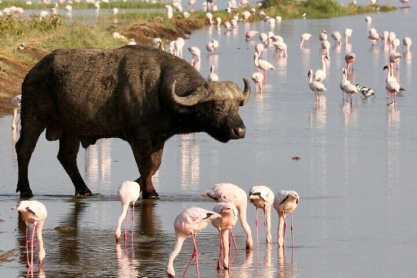 12 Days Kenya and Tanzania Budget Group Safari 