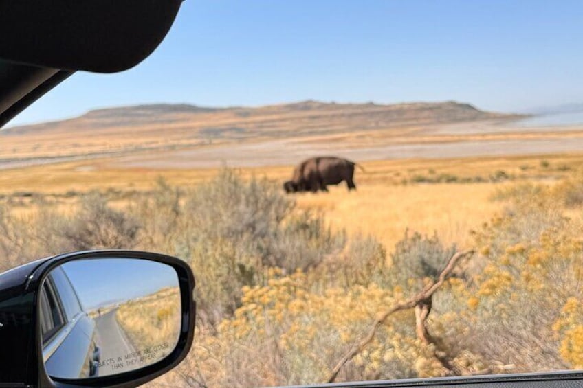 Antelope Island & Great Salt Lake Tour