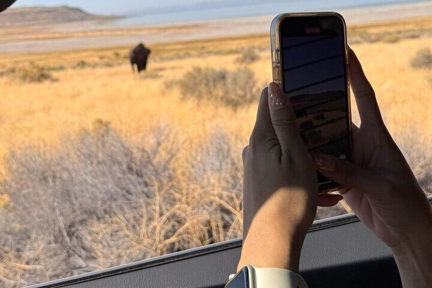 Antelope Island & Great Salt Lake Tour