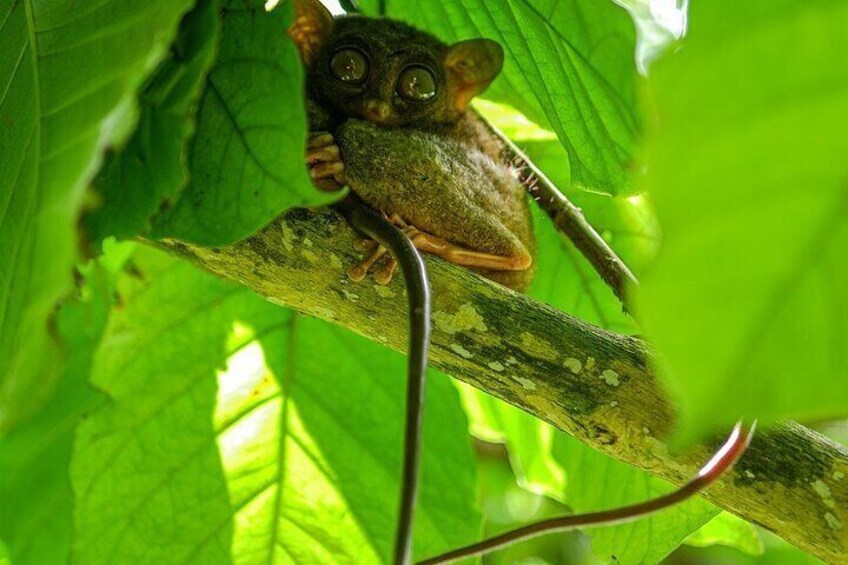 Bohol Choco Tour with Loboc River Lunch Buffet