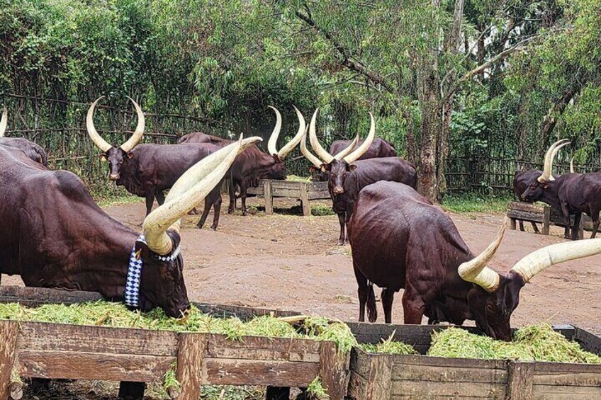 3 Day Rwanda Historical and Political Tour