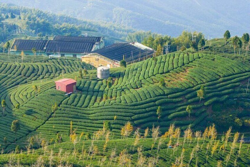 Shiding Tea Township Half-Day Tour from Taipei|