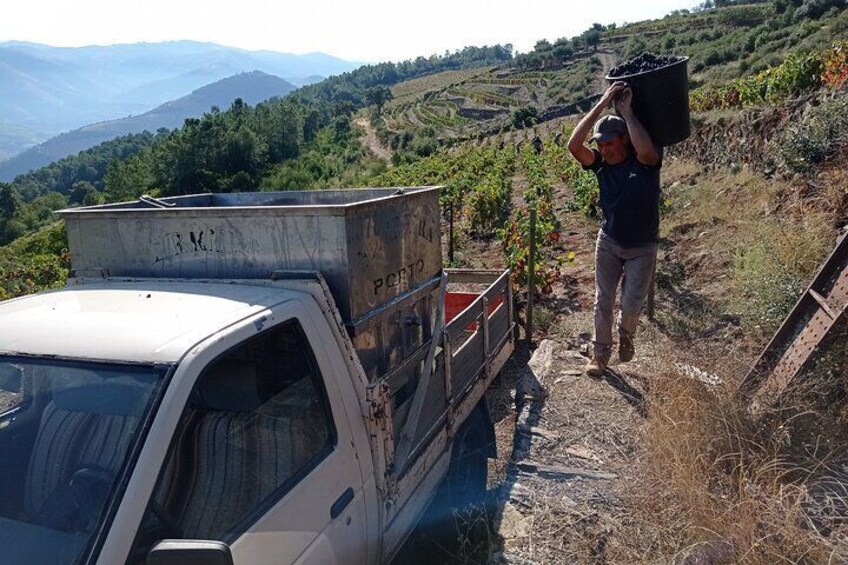 Douro Lunch Excursion Visit Quinta Wine Taste and Boat Tour