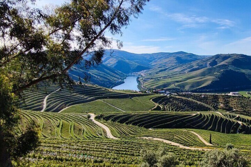 Douro Lunch Excursion Visit Quinta Wine Taste and Boat Tour