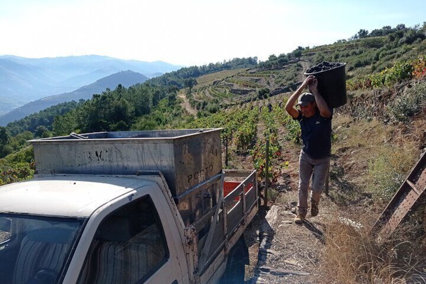 Douro Lunch Excursion Visit Quinta Wine Taste and Boat Tour