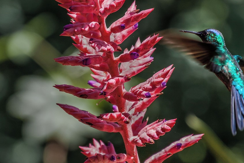 5-Day Iguazu Falls: Remote Jungle Lodge Escape with Airfare from Buenos Air