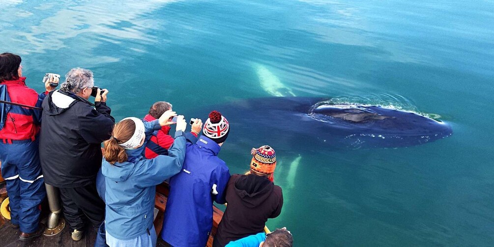 Picture 6 for Activity Whale Watching North Iceland