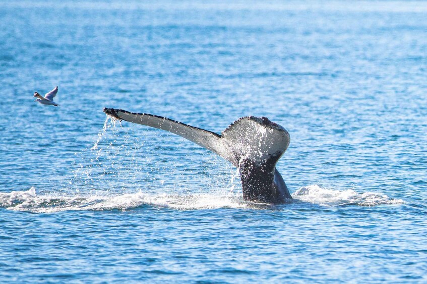 Whale Watching North Iceland