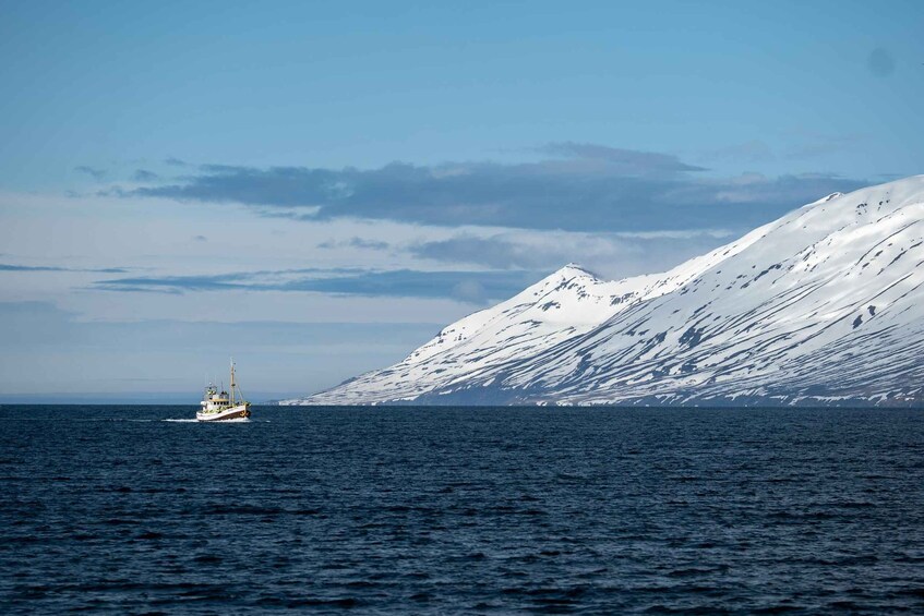 Picture 3 for Activity Whale Watching North Iceland