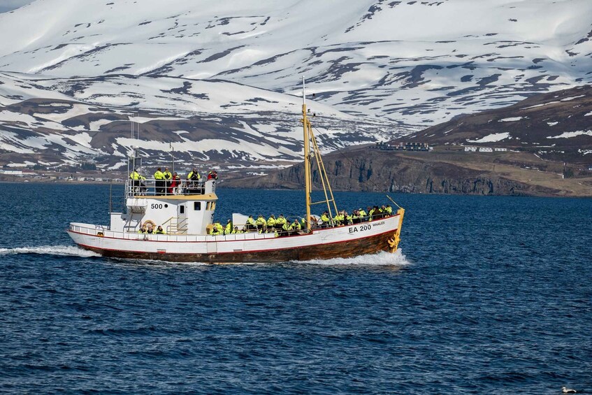 Picture 4 for Activity Whale Watching North Iceland