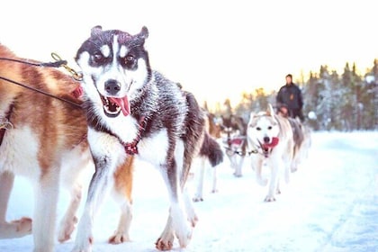 Rovaniemi Thrilling Husky Ride(5km) Experience